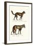 Dingo, 1824-Karl Joseph Brodtmann-Framed Giclee Print