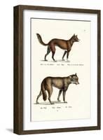 Dingo, 1824-Karl Joseph Brodtmann-Framed Giclee Print