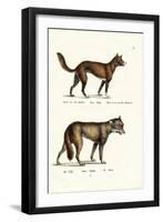 Dingo, 1824-Karl Joseph Brodtmann-Framed Giclee Print
