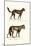 Dingo, 1824-Karl Joseph Brodtmann-Mounted Giclee Print