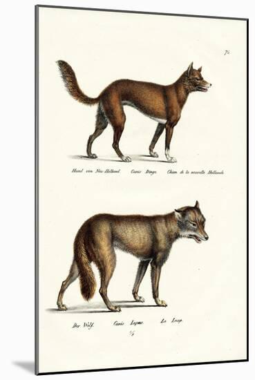 Dingo, 1824-Karl Joseph Brodtmann-Mounted Giclee Print