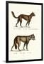 Dingo, 1824-Karl Joseph Brodtmann-Framed Giclee Print