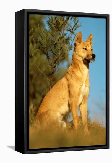 Dingo Adult Male-null-Framed Stretched Canvas