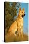 Dingo Adult Male-null-Stretched Canvas