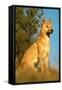 Dingo Adult Male-null-Framed Stretched Canvas
