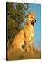 Dingo Adult Male-null-Stretched Canvas