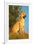 Dingo Adult Male-null-Framed Photographic Print