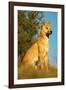 Dingo Adult Male-null-Framed Photographic Print