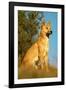 Dingo Adult Male-null-Framed Photographic Print