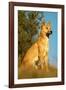 Dingo Adult Male-null-Framed Photographic Print