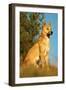 Dingo Adult Male-null-Framed Photographic Print