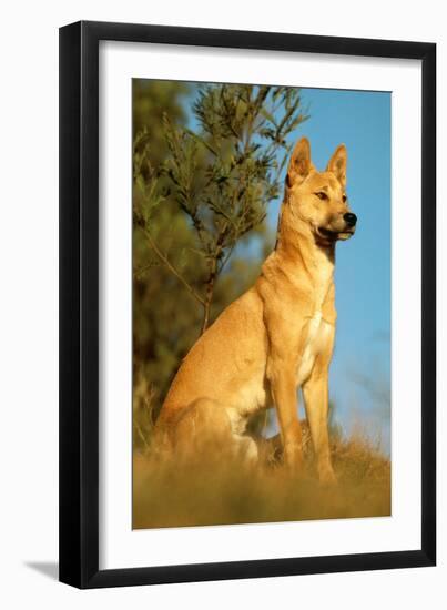 Dingo Adult Male-null-Framed Photographic Print