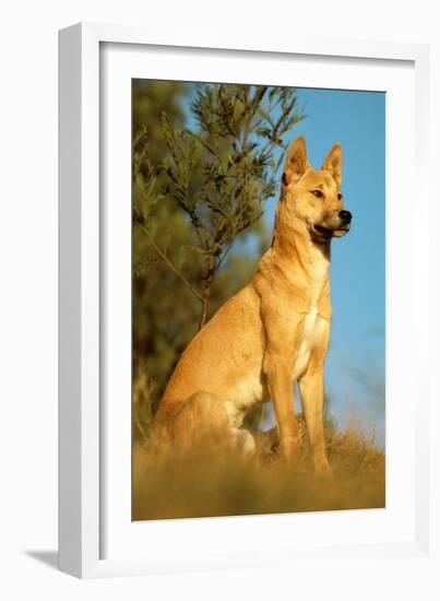 Dingo Adult Male-null-Framed Photographic Print