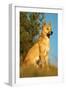 Dingo Adult Male-null-Framed Photographic Print