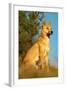 Dingo Adult Male-null-Framed Photographic Print