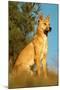 Dingo Adult Male-null-Mounted Photographic Print
