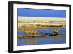 Dingo Chasing Lace Monitor Lizard (Varanus Varius)-null-Framed Photographic Print