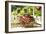 Dining on the Porch II-Philip Clayton-thompson-Framed Photographic Print