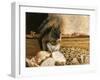 Dinnertime-Kevin Dodds-Framed Giclee Print