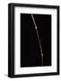 Dinochloa Scandens (Java Climbing Bamboo) - Shoot-Paul Starosta-Framed Photographic Print