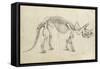 Dinosaur Study II-Ethan Harper-Framed Stretched Canvas
