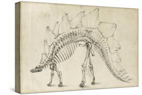 Dinosaur Study III-Ethan Harper-Stretched Canvas