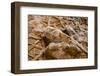 Dinosaur Tracks at Dinosaur Discovery, Johnson Farm, St. George, Utah-Michael DeFreitas-Framed Photographic Print