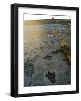 Dinosaur Tracks, Clayton Lake State Park, New Mexico, USA-Ethel Davies-Framed Photographic Print