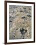 Dinosaur Trackway, Clayton Lake State Park, Clayton, New Mexico, USA-Michael Snell-Framed Photographic Print