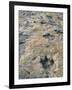 Dinosaur Trackway, Clayton Lake State Park, Clayton, New Mexico, USA-Michael Snell-Framed Photographic Print