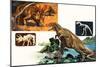 Dinosaurs and Skeletons. Stegasaurus and Tyranosaurus-null-Mounted Giclee Print