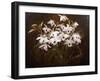 Dinrobium Orchids-James Stuart Park-Framed Giclee Print