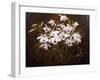 Dinrobium Orchids-James Stuart Park-Framed Giclee Print