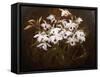 Dinrobium Orchids-James Stuart Park-Framed Stretched Canvas