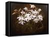 Dinrobium Orchids-James Stuart Park-Framed Stretched Canvas