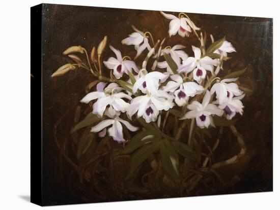 Dinrobium Orchids-James Stuart Park-Stretched Canvas