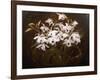 Dinrobium Orchids-James Stuart Park-Framed Giclee Print
