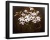 Dinrobium Orchids-James Stuart Park-Framed Giclee Print
