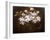 Dinrobium Orchids-James Stuart Park-Framed Giclee Print