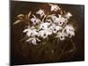 Dinrobium Orchids-James Stuart Park-Mounted Giclee Print