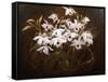 Dinrobium Orchids-James Stuart Park-Framed Stretched Canvas