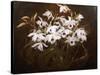 Dinrobium Orchids-James Stuart Park-Stretched Canvas