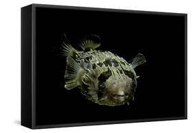 Diodon Holocanthus (Longspined Porcupinefish, Freckled Porcupinefish)-Paul Starosta-Framed Stretched Canvas