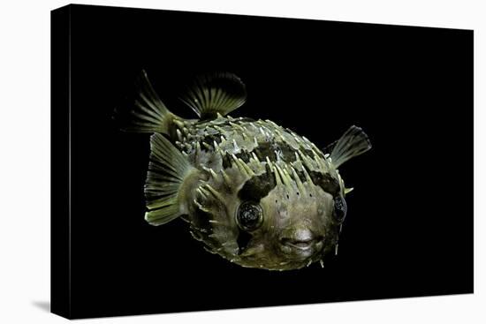 Diodon Holocanthus (Longspined Porcupinefish, Freckled Porcupinefish)-Paul Starosta-Stretched Canvas