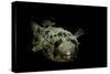 Diodon Holocanthus (Longspined Porcupinefish, Freckled Porcupinefish)-Paul Starosta-Stretched Canvas