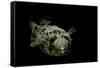 Diodon Holocanthus (Longspined Porcupinefish, Freckled Porcupinefish)-Paul Starosta-Framed Stretched Canvas