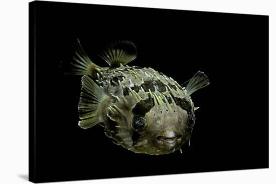 Diodon Holocanthus (Longspined Porcupinefish, Freckled Porcupinefish)-Paul Starosta-Stretched Canvas