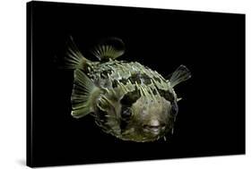 Diodon Holocanthus (Longspined Porcupinefish, Freckled Porcupinefish)-Paul Starosta-Stretched Canvas