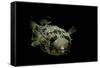 Diodon Holocanthus (Longspined Porcupinefish, Freckled Porcupinefish)-Paul Starosta-Framed Stretched Canvas