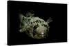 Diodon Holocanthus (Longspined Porcupinefish, Freckled Porcupinefish)-Paul Starosta-Stretched Canvas